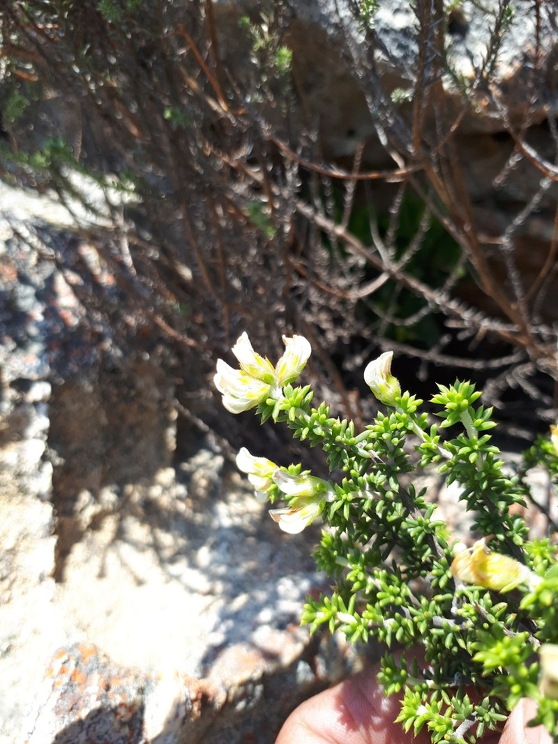 Aspalathus subulata