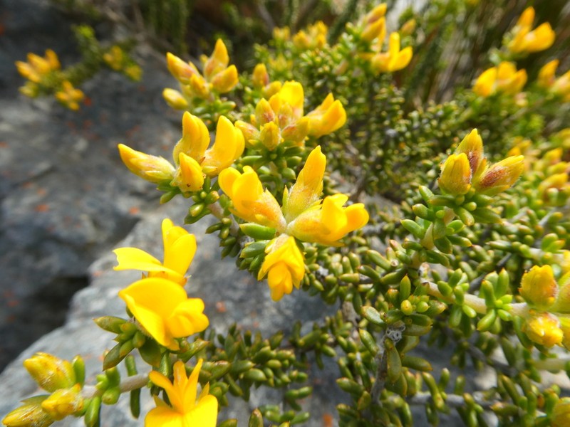 Aspalathus subulata photo 2