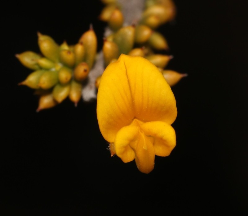 Aspalathus subulata photo 3