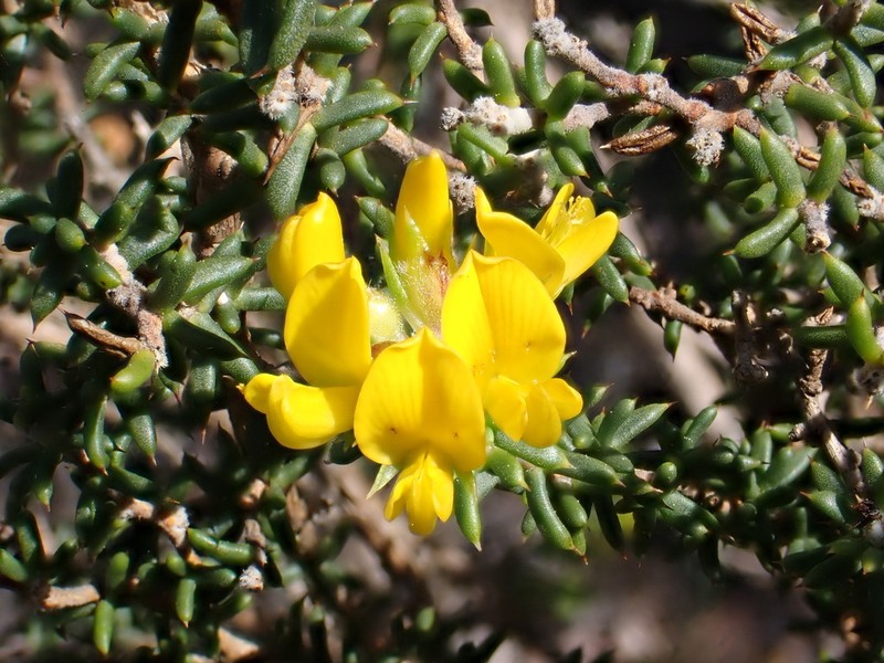Aspalathus subulata photo 5