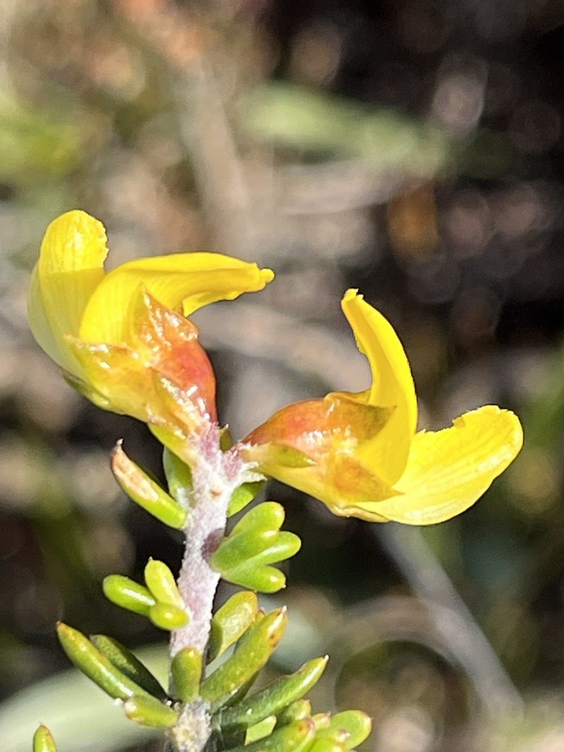 Aspalathus subulata photo 6
