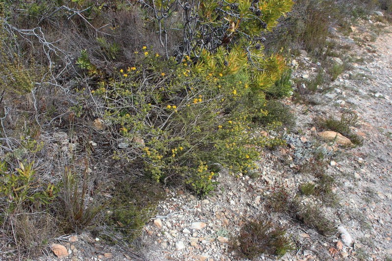 Aspalathus subulata photo 7