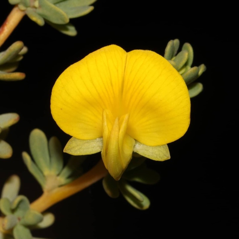 Aspalathus sulphurea