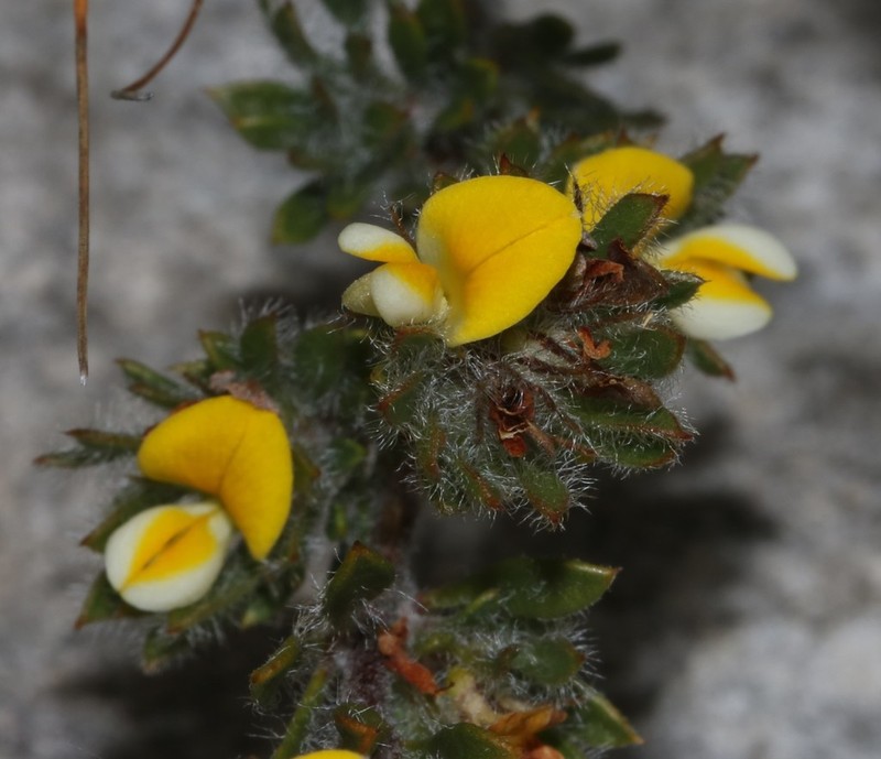 Aspalathus taylorii