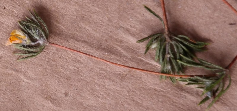 Aspalathus taylorii photo 3