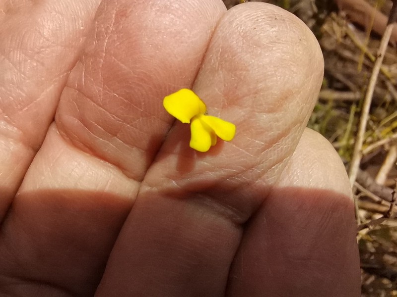 Aspalathus tenuissima