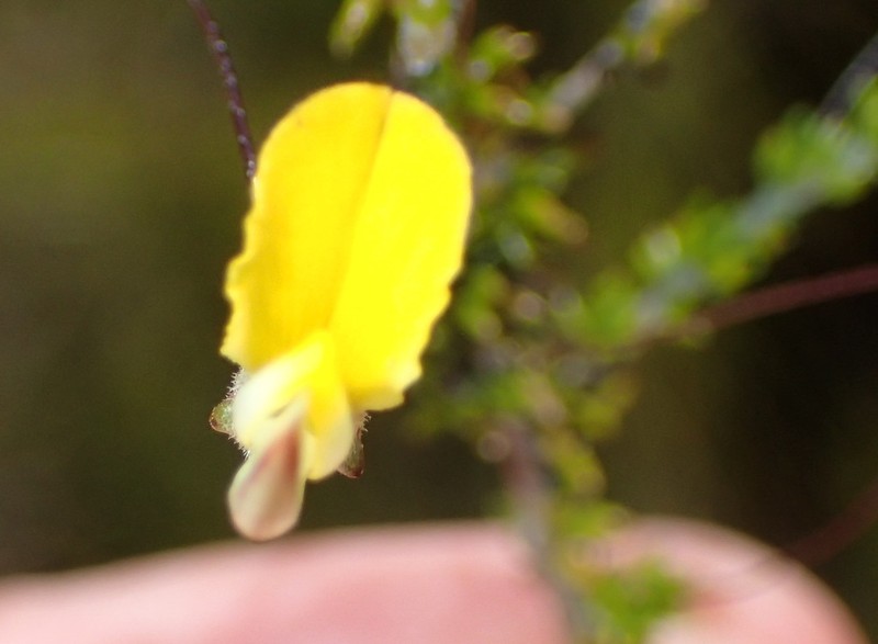 Aspalathus tenuissima photo 2