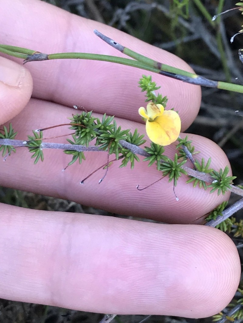 Aspalathus tenuissima photo 3