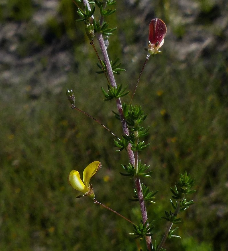 Aspalathus tenuissima photo 4