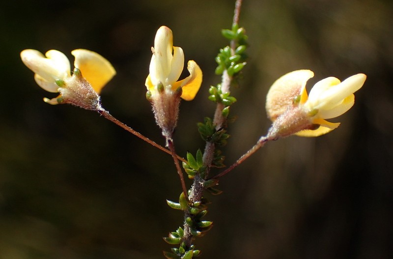 Aspalathus tenuissima photo 5