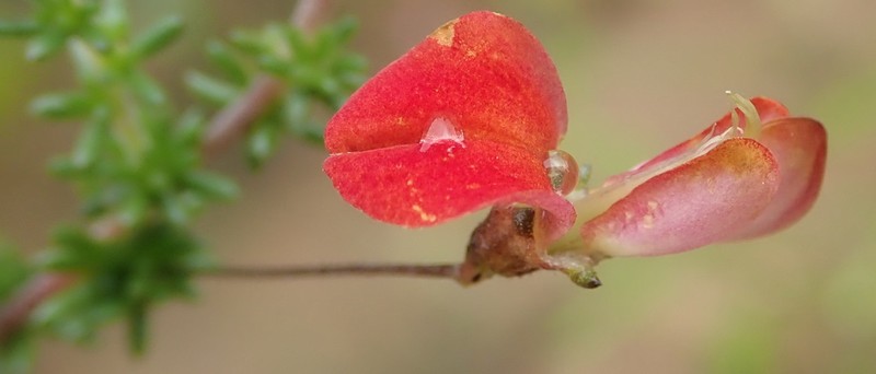 Aspalathus tenuissima photo 6