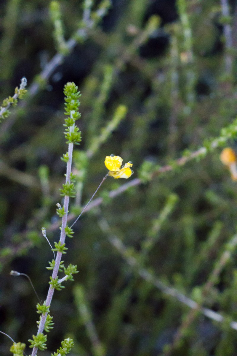 Aspalathus tenuissima photo 7