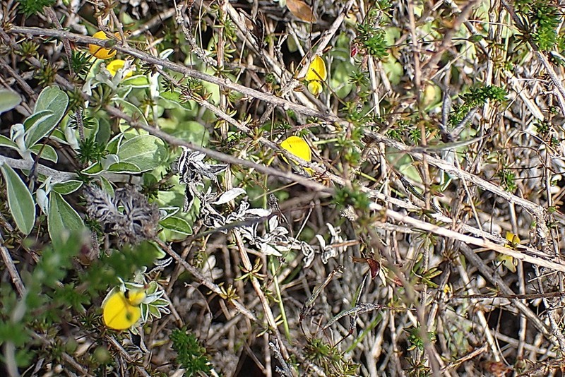 Aspalathus tenuissima photo 8