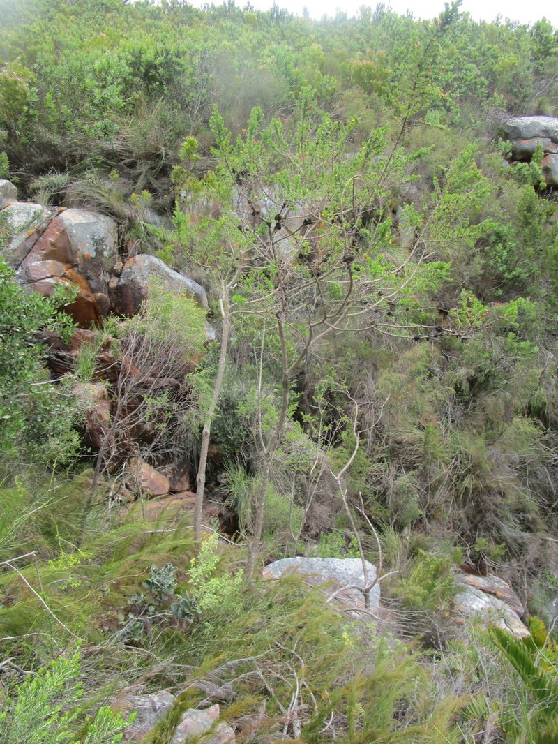 Aspalathus teres photo 6