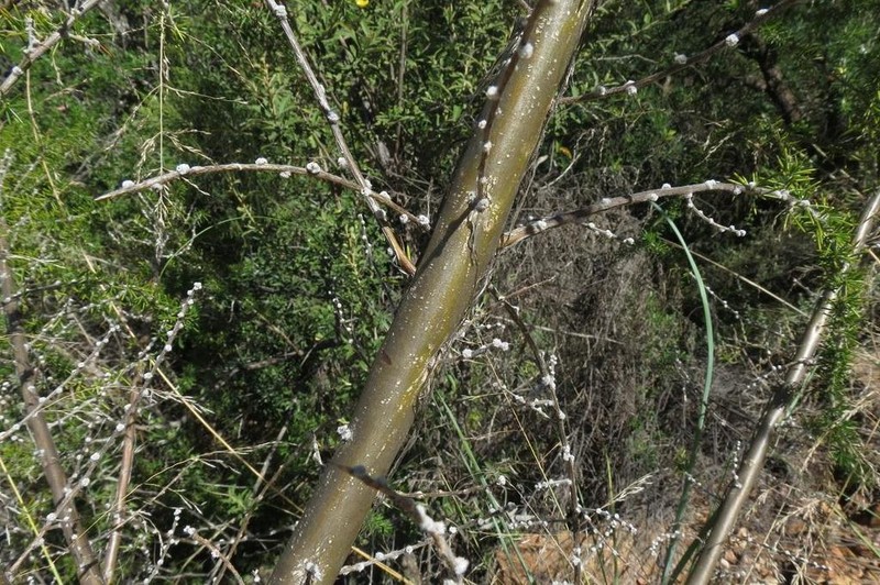 Aspalathus teres photo 7