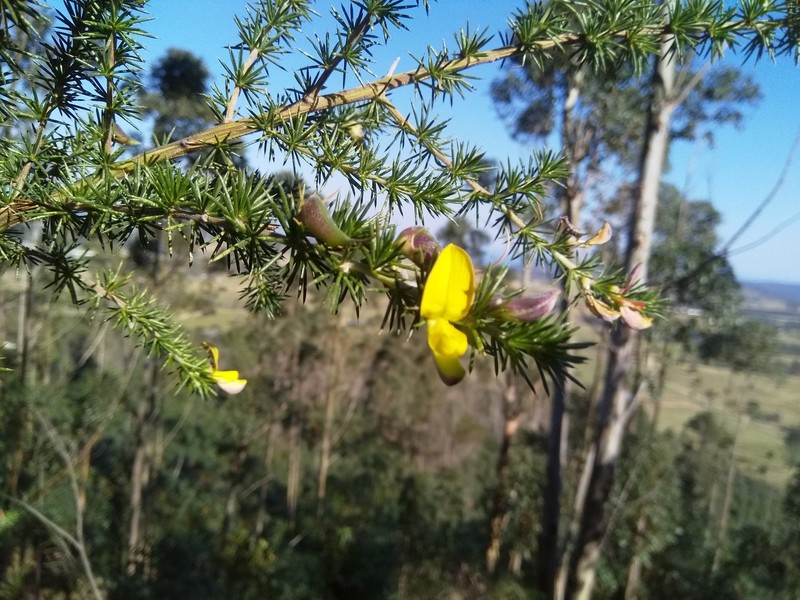 Aspalathus teres subsp. teres