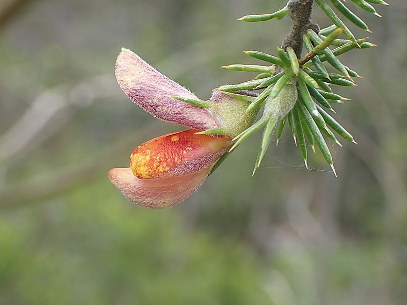 Aspalathus teres subsp. teres photo 2