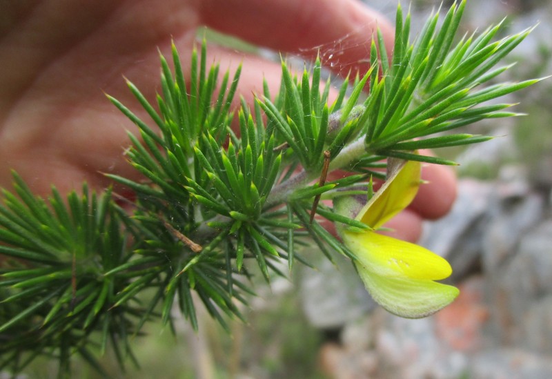 Aspalathus teres subsp. teres photo 4