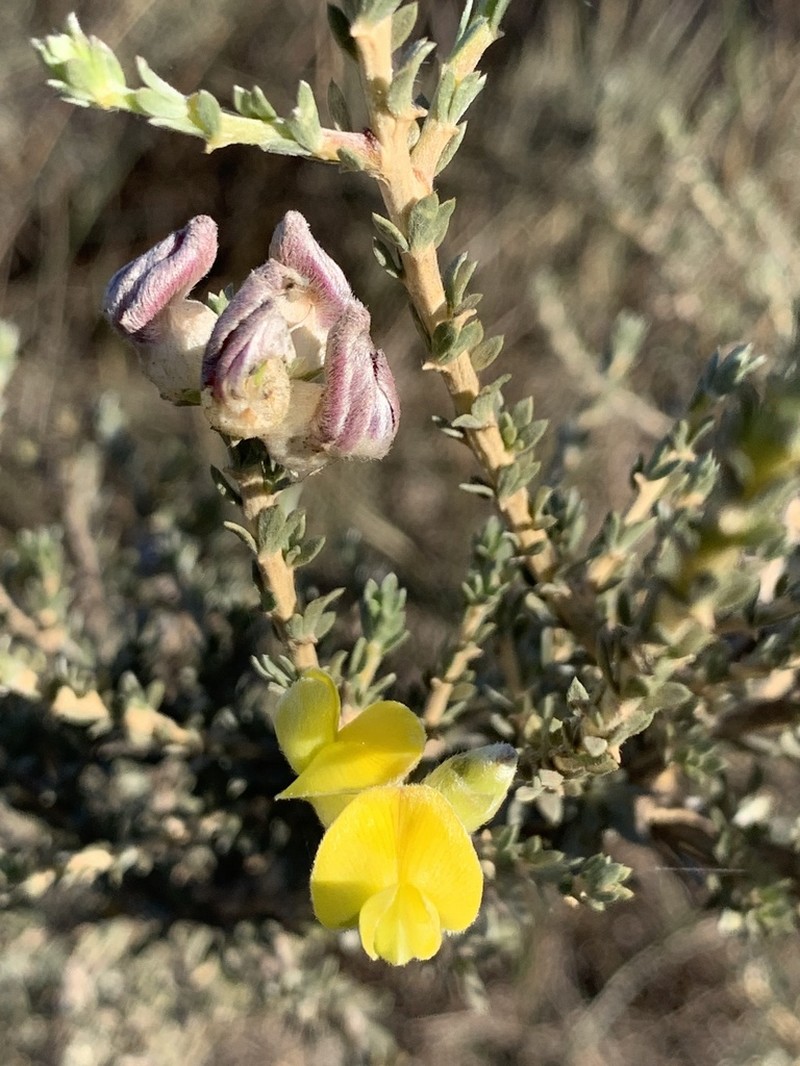 Aspalathus ternata photo 2