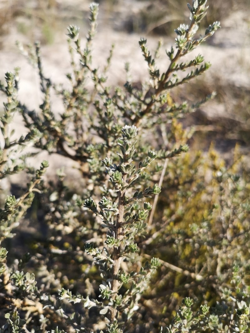 Aspalathus ternata photo 3