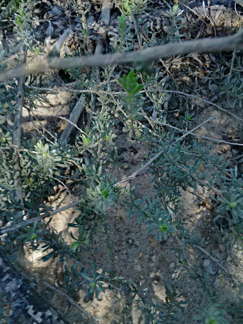 Aspalathus ternata photo 4