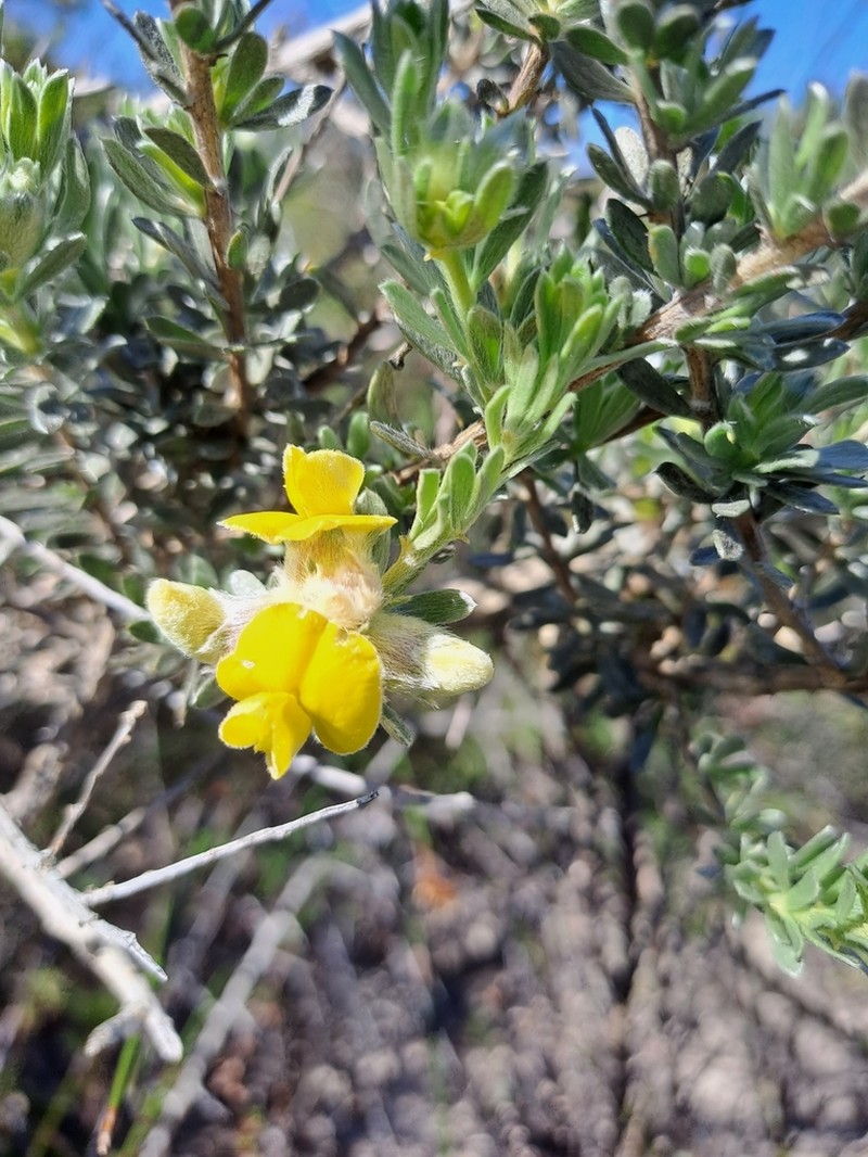 Aspalathus ternata photo 5