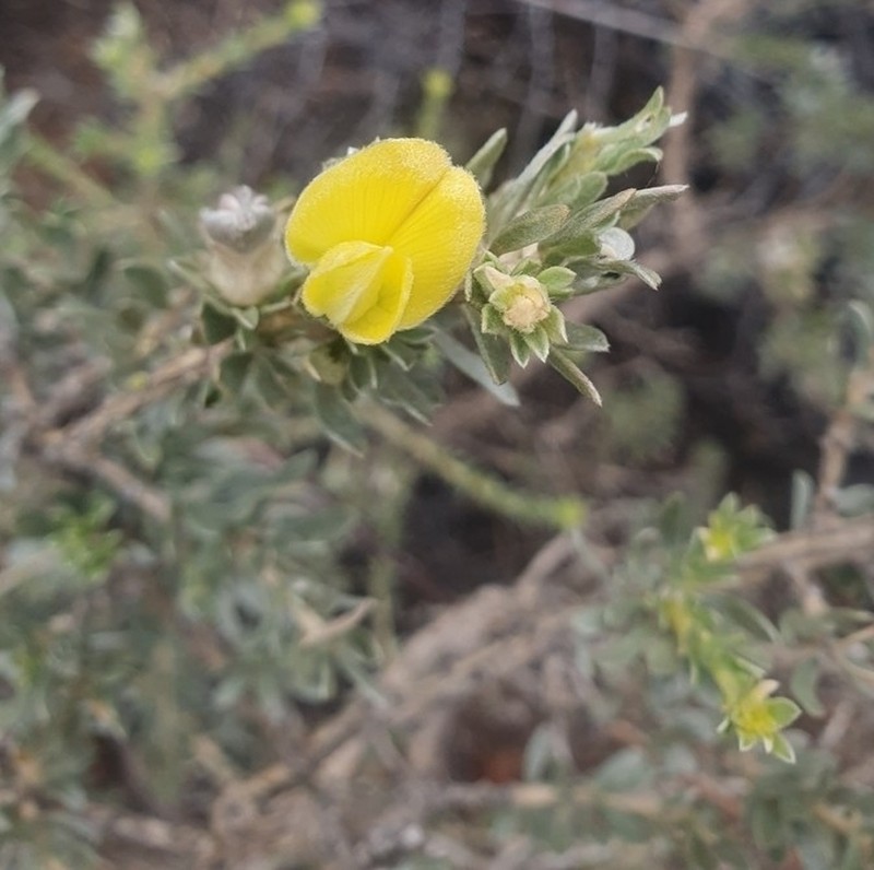 Aspalathus ternata photo 6