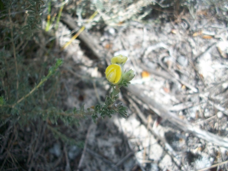 Aspalathus ternata photo 7