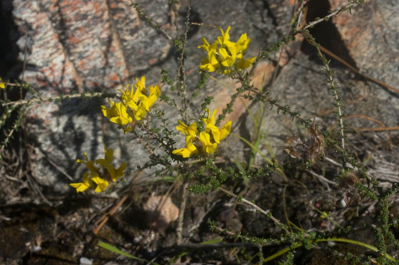 Aspalathus tridentata photo 2