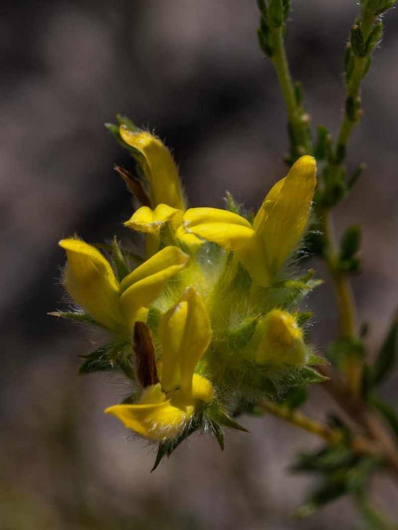 Aspalathus tridentata photo 3