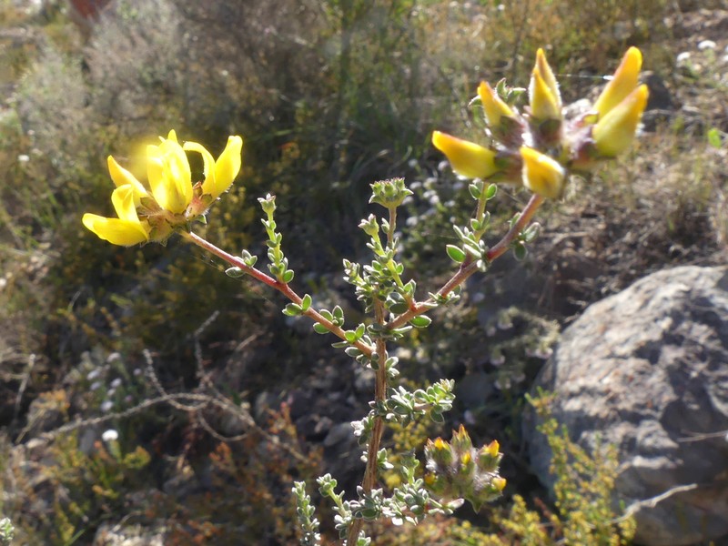 Aspalathus tridentata photo 4