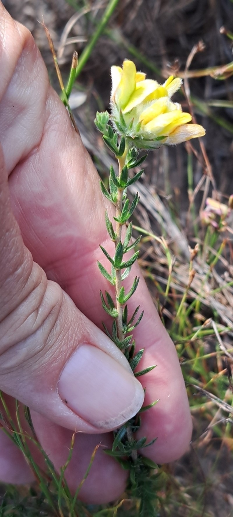 Aspalathus tridentata photo 5