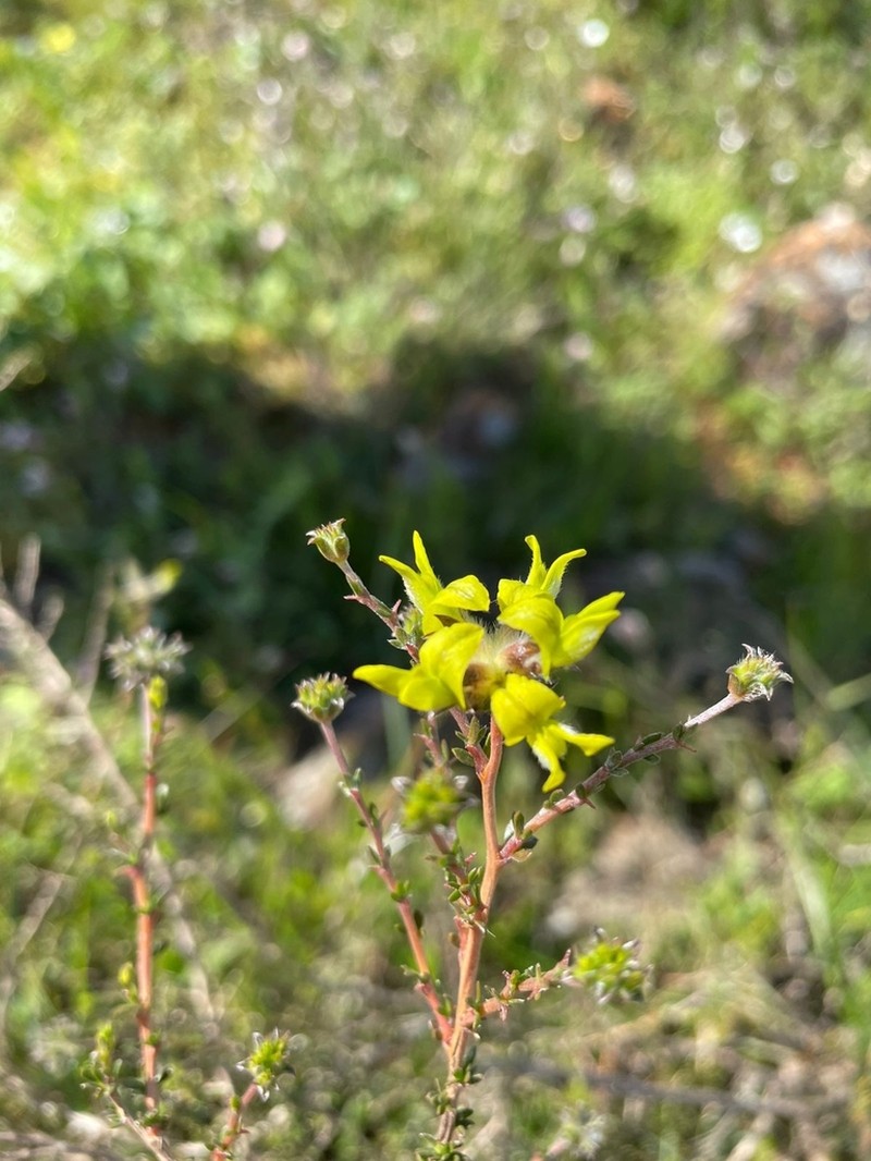 Aspalathus tridentata photo 6