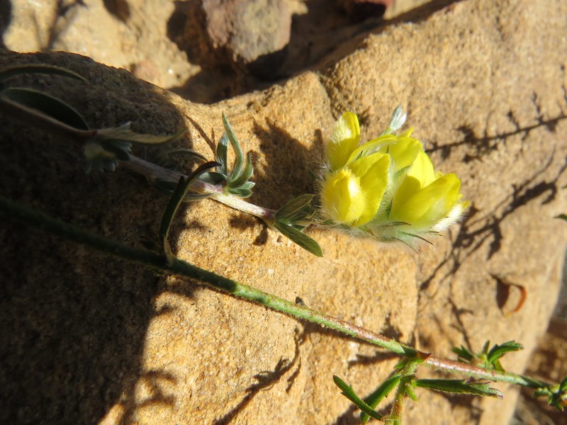 Aspalathus tridentata photo 7