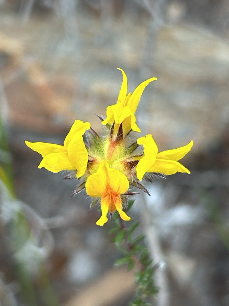 Aspalathus tridentata subsp. tridentata