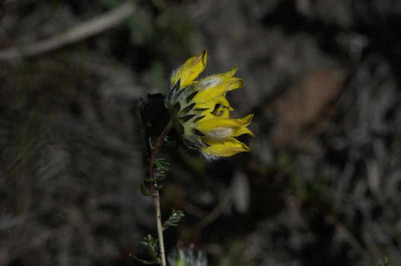 Aspalathus tridentata subsp. tridentata photo 2