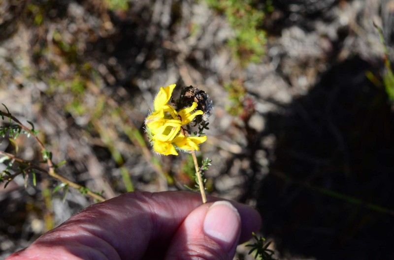 Aspalathus tridentata subsp. tridentata photo 3