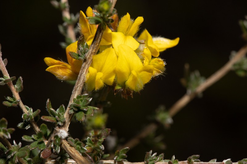Aspalathus tridentata subsp. tridentata photo 4