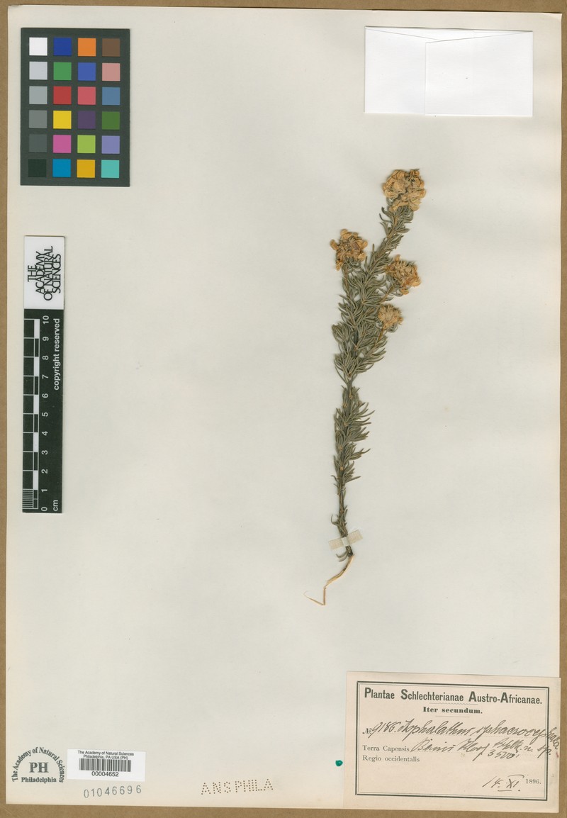 Aspalathus truncata