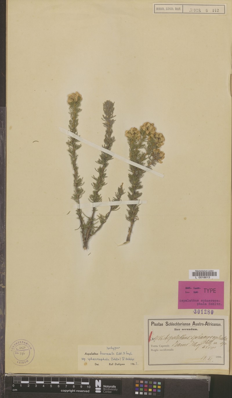Aspalathus truncata photo 2