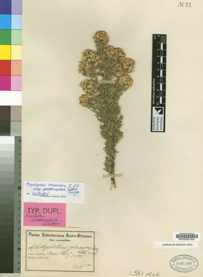 Aspalathus truncata photo 3