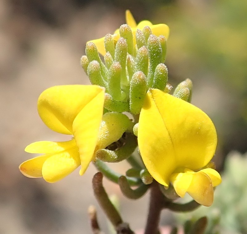Aspalathus tuberculata photo 2