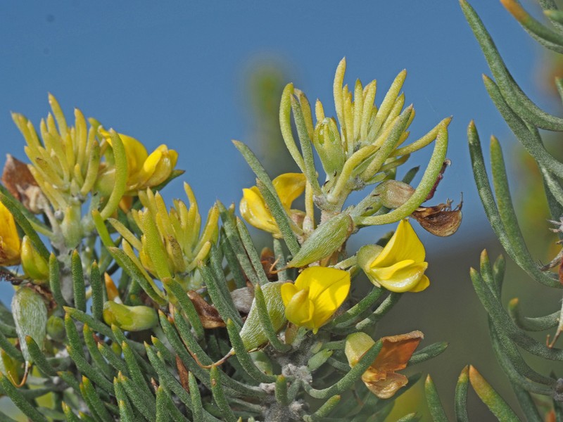 Aspalathus tuberculata photo 3