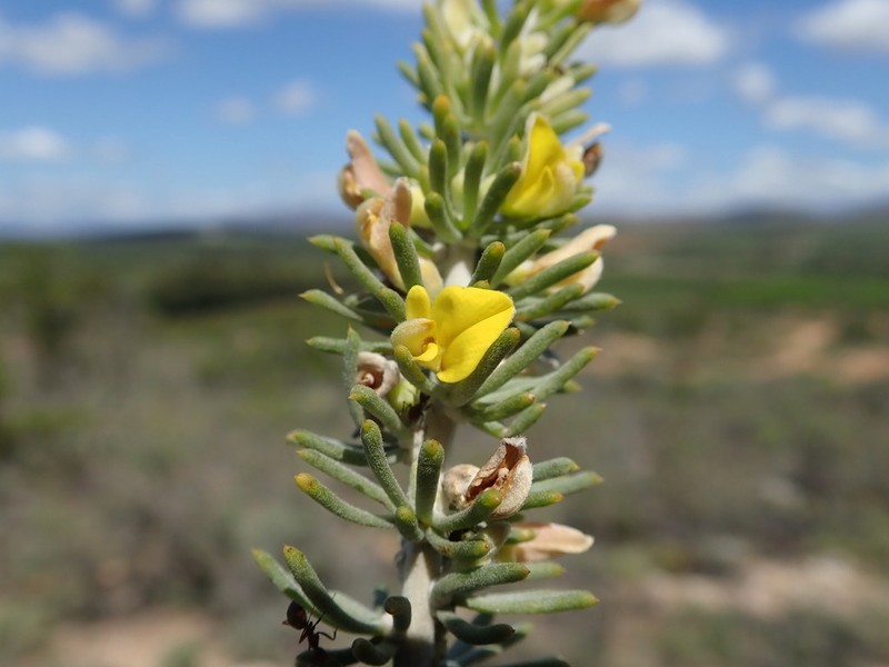 Aspalathus tuberculata photo 5