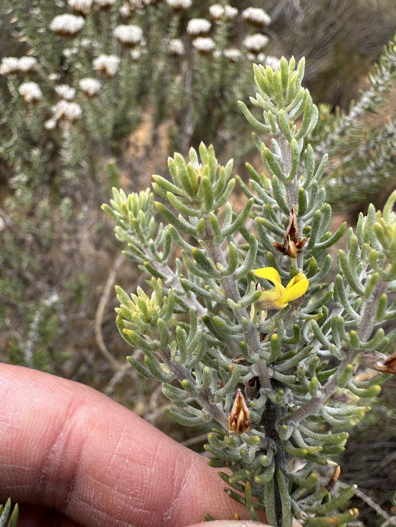 Aspalathus tuberculata photo 6