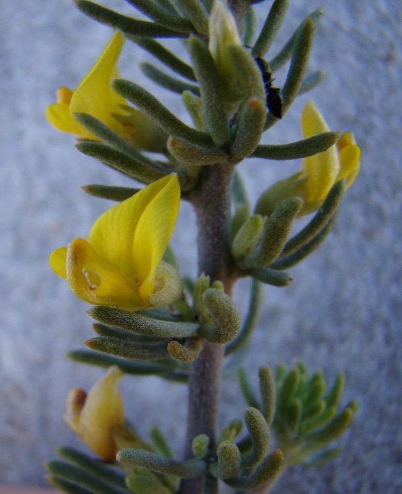 Aspalathus tuberculata photo 7