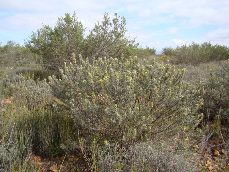 Aspalathus tuberculata photo 8