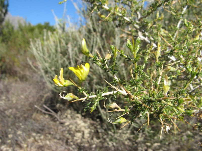 Aspalathus tulbaghensis