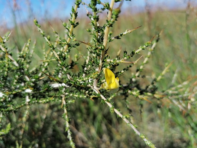 Aspalathus tulbaghensis photo 2