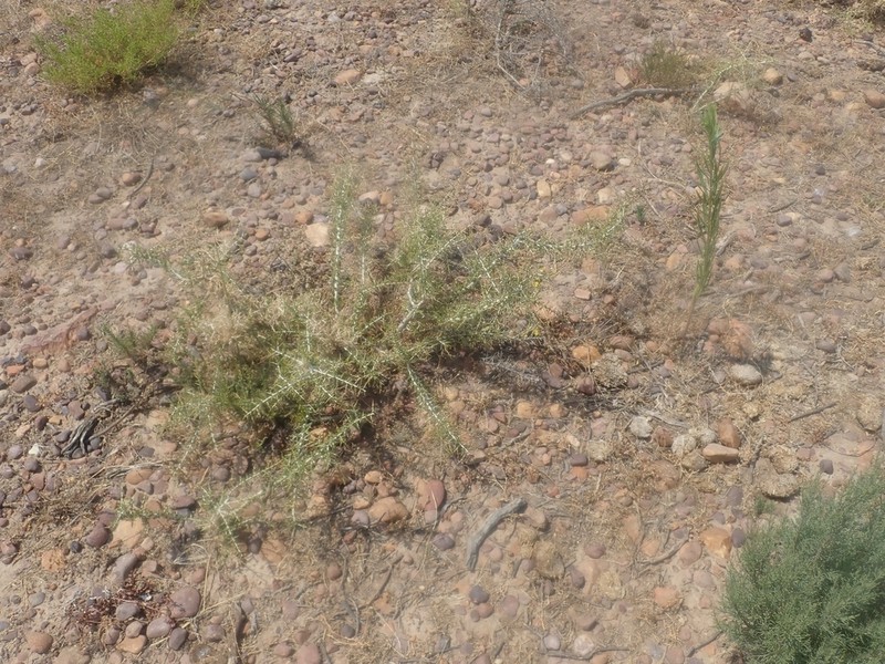 Aspalathus tulbaghensis photo 3